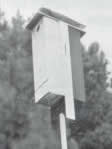 Bat house plans