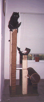 cat tree plan