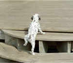 dog steps plans