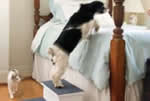 Simple dog steps plans